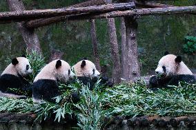 China Chongqing Zoo Giant Panda