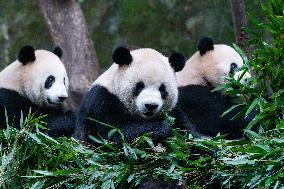 China Chongqing Zoo Giant Panda