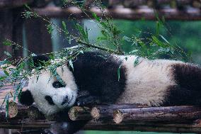 China Chongqing Zoo Giant Panda