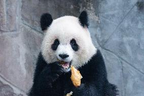 China Chongqing Zoo Giant Panda