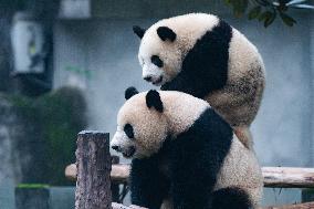 China Chongqing Zoo Giant Panda