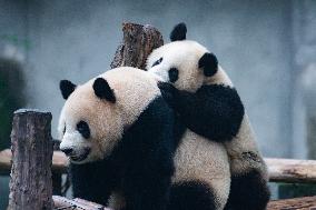 China Chongqing Zoo Giant Panda