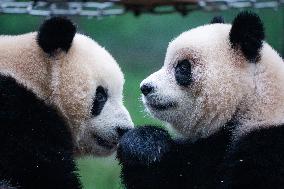 China Chongqing Zoo Giant Panda