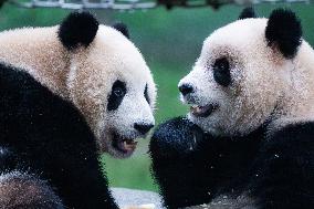 China Chongqing Zoo Giant Panda