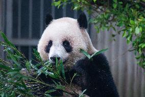 China Chongqing Zoo Giant Panda