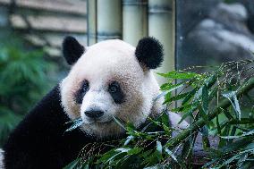 China Chongqing Zoo Giant Panda