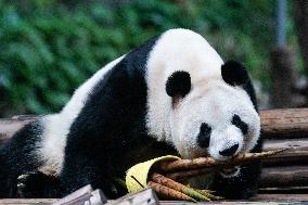 China Chongqing Zoo Giant Panda