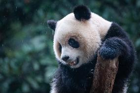 China Chongqing Zoo Giant Panda