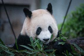 China Chongqing Zoo Giant Panda