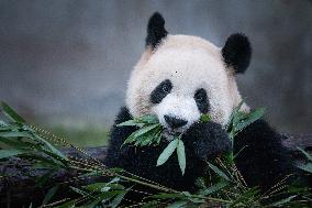 China Chongqing Zoo Giant Panda