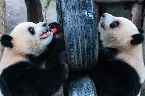 China Chongqing Zoo Giant Panda