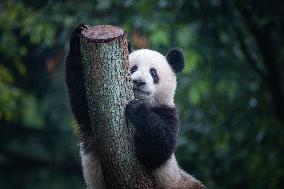 China Chongqing Zoo Giant Panda