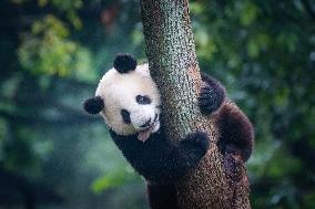 China Chongqing Zoo Giant Panda