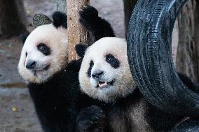 China Chongqing Zoo Giant Panda