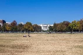 The White House In Washington, D.C.