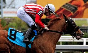 Thoroughbred Horse Racing At Woodbine Racetrack