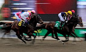 Thoroughbred Horse Racing At Woodbine Racetrack