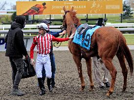 Thoroughbred Horse Racing At Woodbine Racetrack