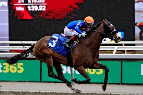 Thoroughbred Horse Racing At Woodbine Racetrack