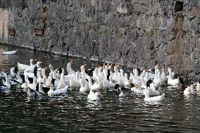 Ducks In The Lake Of Fuentes Brotantes National Park