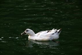 Ducks In The Lake Of Fuentes Brotantes National Park