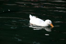 Ducks In The Lake Of Fuentes Brotantes National Park