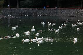 Ducks In The Lake Of Fuentes Brotantes National Park