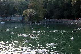 Ducks In The Lake Of Fuentes Brotantes National Park