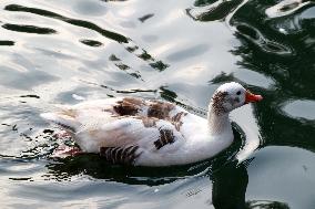 Ducks In The Lake Of Fuentes Brotantes National Park