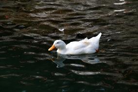 Ducks In The Lake Of Fuentes Brotantes National Park