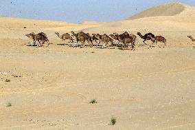 International Saharan Tourism Festival Oued Souf In Algeria