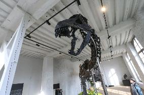 A Dinosaur Skeleton Reaches A Record Price In France