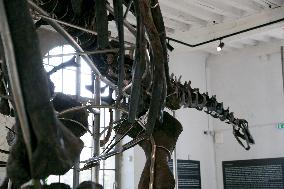 A Dinosaur Skeleton Reaches A Record Price In France