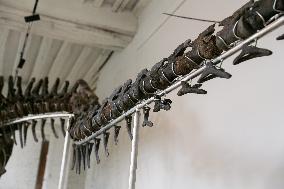 A Dinosaur Skeleton Reaches A Record Price In France