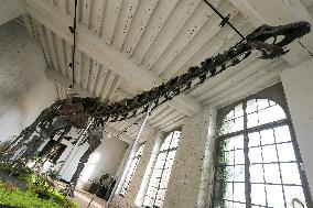 A Dinosaur Skeleton Reaches A Record Price In France