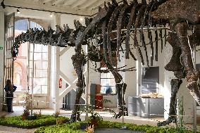 A Dinosaur Skeleton Reaches A Record Price In France