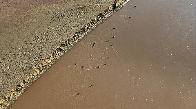 Migratory Birds At A Section Of The Yellow River - China