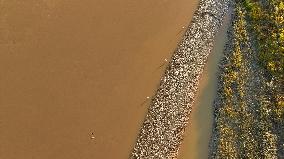 Migratory Birds At A Section Of The Yellow River - China