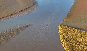 Migratory Birds At A Section Of The Yellow River - China