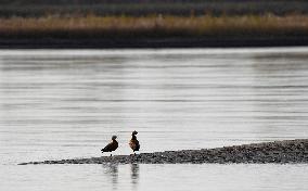 Migratory Birds At A Section Of The Yellow River - China