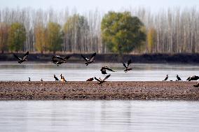 Migratory Birds At A Section Of The Yellow River - China