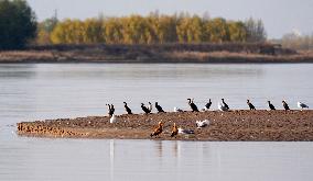 Migratory Birds At A Section Of The Yellow River - China