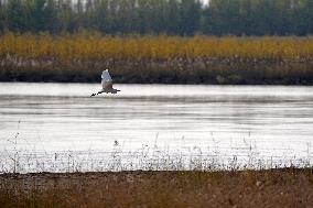 Migratory Birds At A Section Of The Yellow River - China