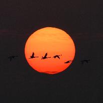 Swans Fly At Sunset - Shanghai