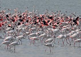 Flamingos - Kuwait