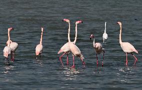 Flamingos - Kuwait