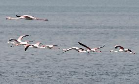 Flamingos - Kuwait