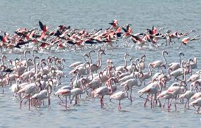 Flamingos - Kuwait