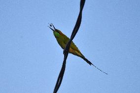 India Wildlife