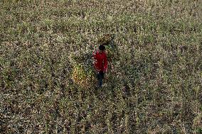 Daily Life In Netrakona